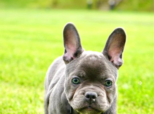 Türkiyenin En Özel Köpek Çiftliğinden French Bulldog Yavrula görsel