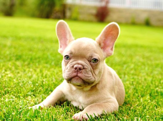 Özel Renkli̇ French Bulldog Yavrulari İstanbul görsel