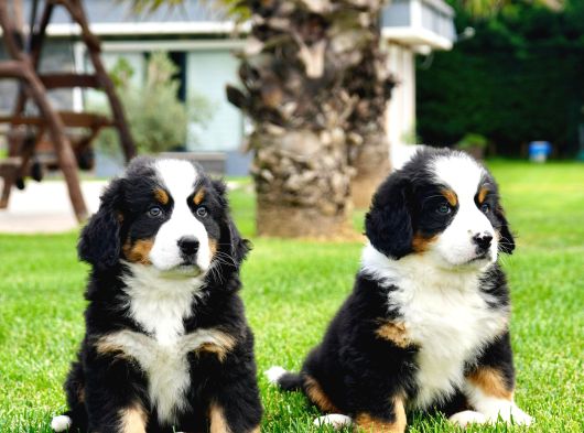 Bernese Mountain Dog Yavruları Istanbul