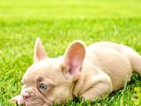 Özel Renkli̇ French Bulldog Yavrulari İstanbul
