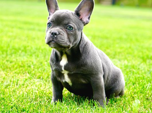 Türkiyenin En Özel Köpek Çiftliğinden French Bulldog Yavrula görsel