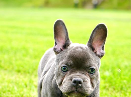 Türkiyenin En Özel Köpek Çiftliğinden French Bulldog Yavrula görsel