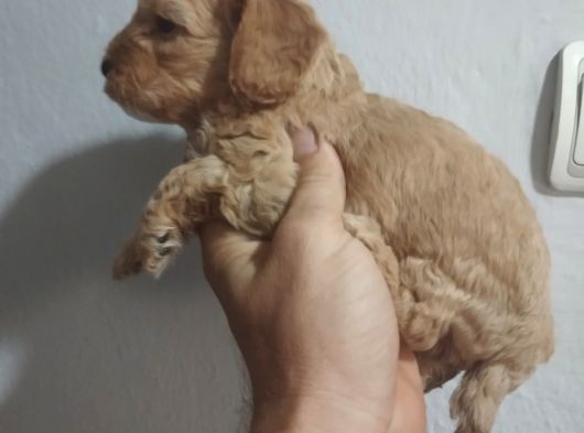 Mükemmel Malti̇poo Bebekler