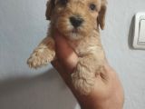 Mükemmel Malti̇poo Bebekler