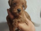 Mükemmel Malti̇poo Bebekler