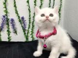 Şi̇ri̇ne Pamuklar Tesli̇me Hazir