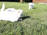 Maltese Terrier Yavrulari