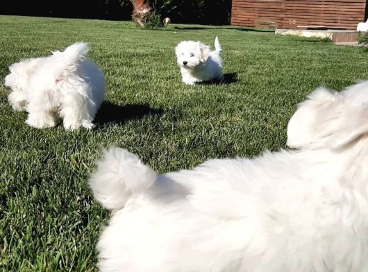 Maltese Terrier Yavrulari görsel