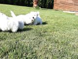 Maltese Terrier Yavrulari