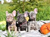 Blue French Bulldog Bebekler