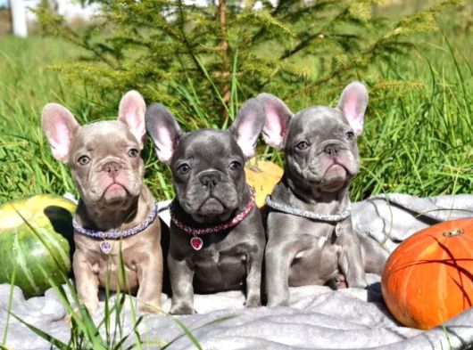 Blue French Bulldog Bebekler görsel