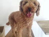 Yetişkin Poodlelar