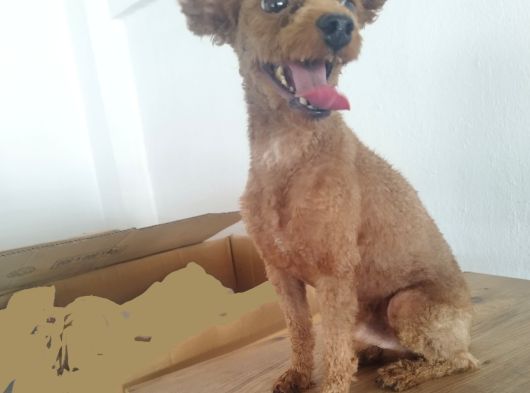 Yetişkin Poodlelar görsel