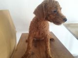 Yetişkin Poodlelar
