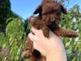Redbrown Mi̇ni̇ Boy Toy Poodle Yavrumuz