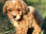 MALTİPO MİNİ BOY ERKEK YAVRUMUZ