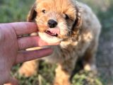 Malti̇po Mi̇ni̇ Boy Erkek Yavrumuz