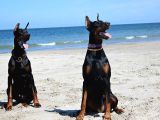 SECERELİ DOBERMAN YAVRULARI İSTANBUL