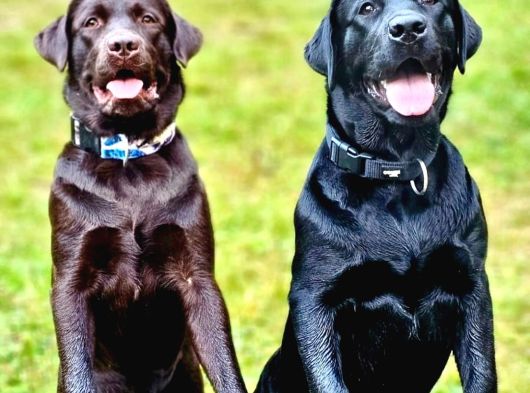 RUHSATLİ ÇİFLİKTEN ÖZEL LABRADOR RETRİEVER YAVRULARI