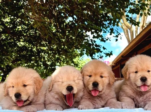 Golden Retriever Yavruları Istanbul