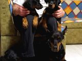Secereli̇ Doberman Yavrulari İstanbul