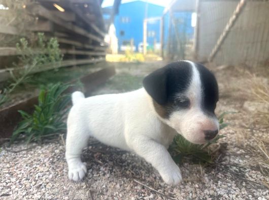Jack Russel Yavrumuz görsel