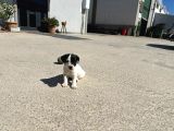 Jack Russel Yavrumuz