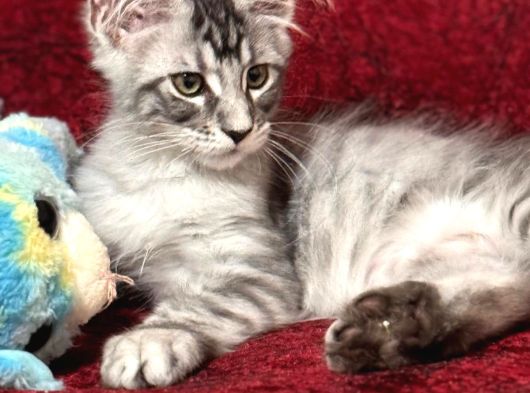 Maine Coon Farki görsel