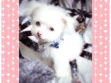 Peluş oyuncak gibi Maltese