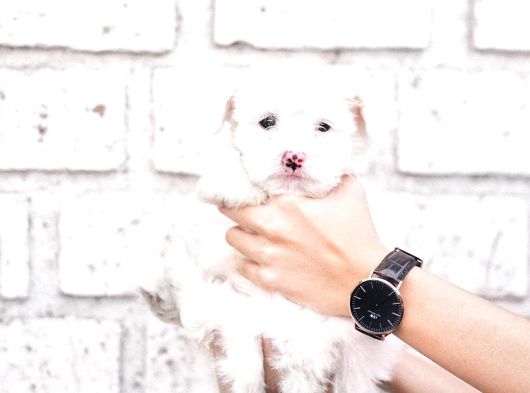 Peluş Oyuncak Gibi Maltese görsel