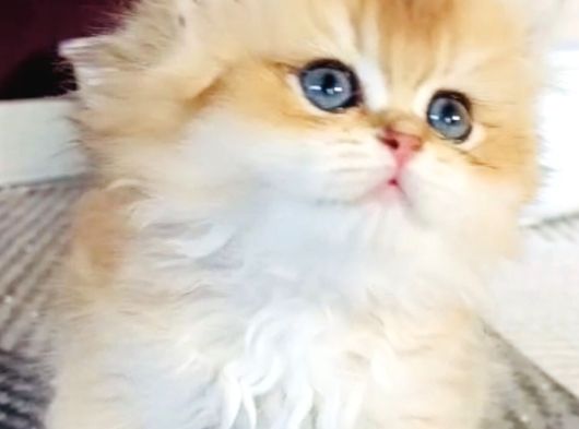 Safkan Longhair Pofuduk Yumuşacık Özel Nadir Kürk