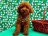 Orji̇nal Toy Poodle Yavrular Sağlik Garanti̇li̇