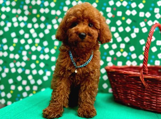 Orji̇nal Toy Poodle Yavrular Sağlik Garanti̇li̇ görsel