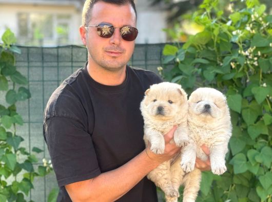Sevimli Aslan Gibi Chow Chow Yavrular görsel