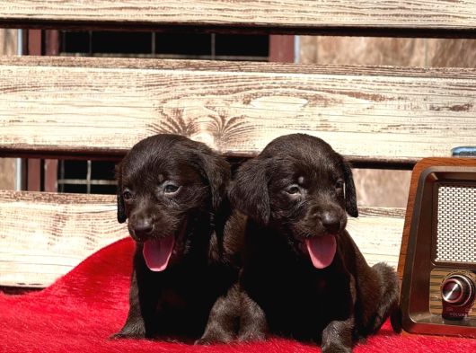 Labrador Yavurlarımız Ruhsatlı Çıftlıyımızden görsel