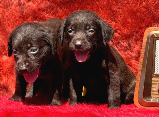 Labrador Yavurlarımız Ruhsatlı Çıftlıyımızden