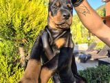 Safkan Doberman Yavruları