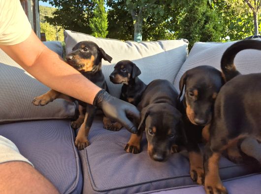 Safkan Doberman Yavruları görsel