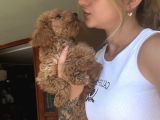 Toy Poodle Yavrularımız