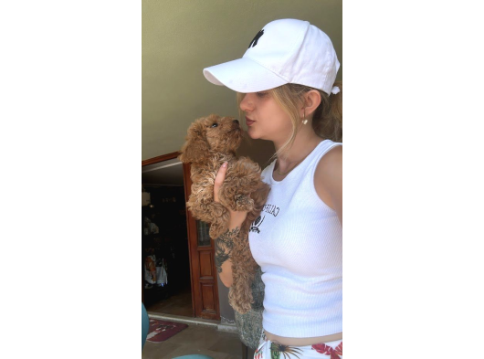 Toy Poodle Yavrularımız görsel