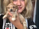Maltipoo Yavruları