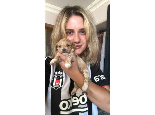 Maltipoo Yavruları