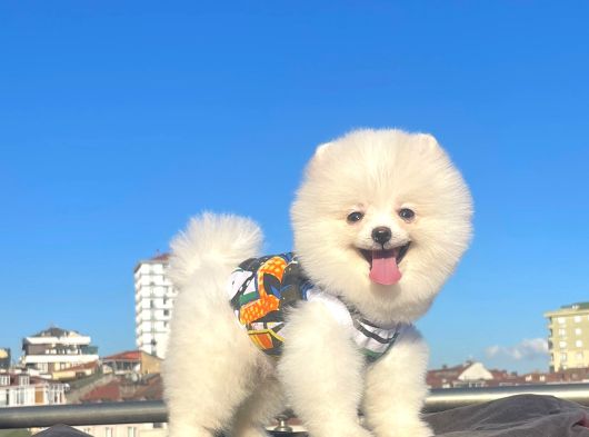 Orji̇nal Pomerani̇an Boo Çocuklar