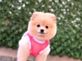 Orji̇nal Pomerani̇an Boo Çocuklar