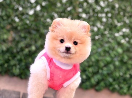 Orji̇nal Pomerani̇an Boo Çocuklar görsel