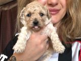 Maltipoo Yavruları