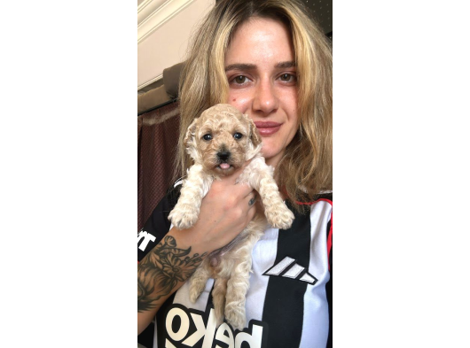 Maltipoo Yavruları görsel