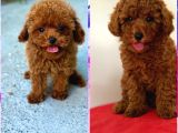 Toy Poodle Yavrulaırmız Gelmiştir