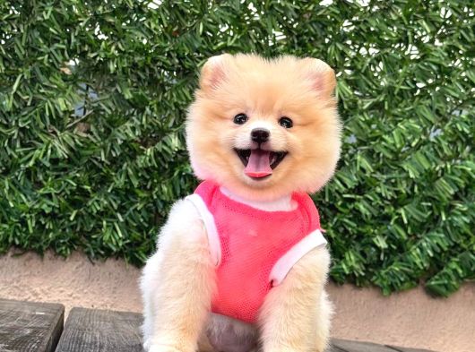 Orji̇nal Pomerani̇an Boo Çocuklar