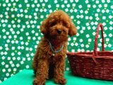 Orji̇nal Toy Poodle Yavrular Sağlik Garanti̇li̇